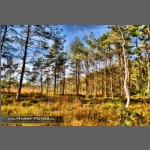 DSC_5032-e_3-e_4-e_5-e_1-e_6-e_7-e_8-e_9-e_Localtone.jpg