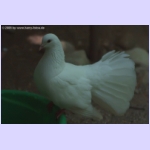 DSCF4100-b.jpg