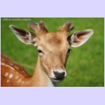 DSCF4139-b.jpg