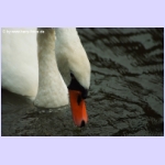 DSCF5851.jpg