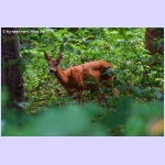 DSCF5857.jpg