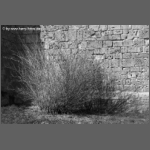 DSCF0738-e.jpg
