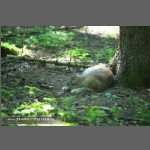 DSC_1703-e.jpg