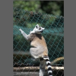 DSC_0243-e.jpg