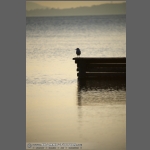 DSC_7698-e.jpg