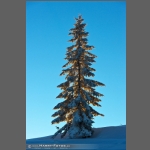 DSC_3318-e.jpg