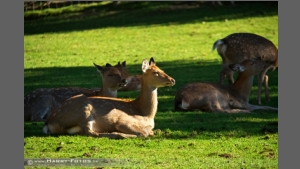 DSC_7572-e.jpg