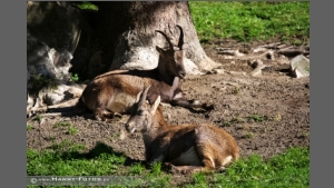 DSC_7809-e.jpg