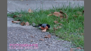 DSCF6152.jpg
