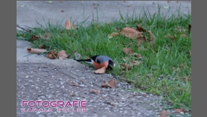 DSCF6153.jpg