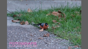 DSCF6154.jpg
