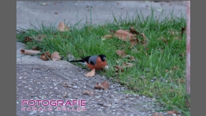 DSCF6161.jpg