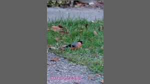 DSCF6163.jpg