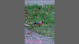 DSCF6178.jpg