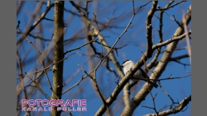 DSCF6199.jpg
