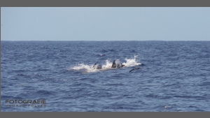DSC_8142-e.jpg