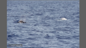 DSC_8163-e.jpg