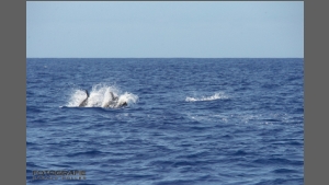 DSC_8252-e.jpg