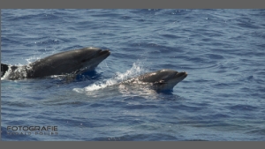 DSC_8329-e.jpg