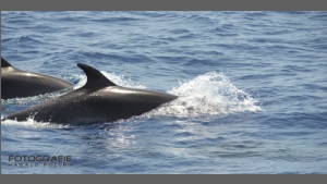 DSC_8333-e.jpg