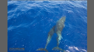DSC_8393-e.jpg