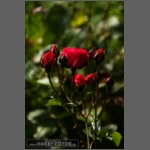 DSCF0961-e.jpg
