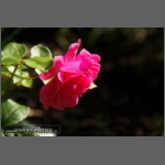 DSCF0974-e.jpg