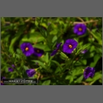 DSCF3082-e.jpg