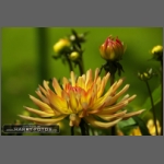 DSCF3095-e.jpg