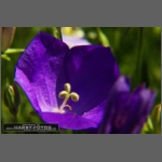 DSCF3109-e.jpg