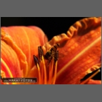 DSCF3120-e.jpg