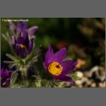 DSCF3750-e.jpg