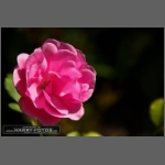 DSCF4285-e.jpg