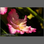 DSCF4299-e.jpg