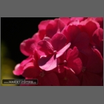 DSCF4316-e.jpg