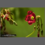DSCF4317-e.jpg