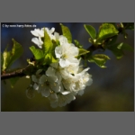 DSCF4746-e.jpg