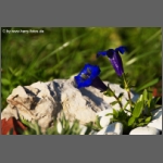 DSCF5315-e.jpg
