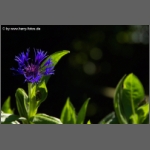 DSCF6591-e.jpg
