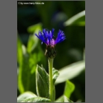DSCF6599-e.jpg