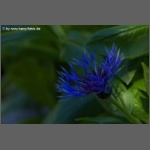 DSCF6619-e.jpg