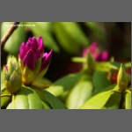 DSCF6773-e.jpg
