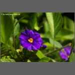 DSCF7061-e.jpg