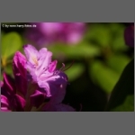 DSCF7065-e.jpg