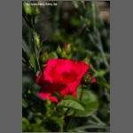 DSCF7102-e.jpg