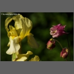 DSCF7143-e.jpg