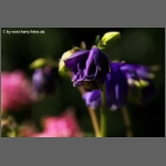 DSCF7150-e.jpg