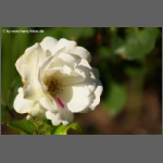 DSCF7152-e.jpg