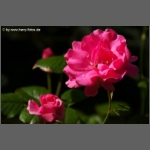 DSCF8556-e.jpg