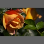 DSCF8561-e.jpg